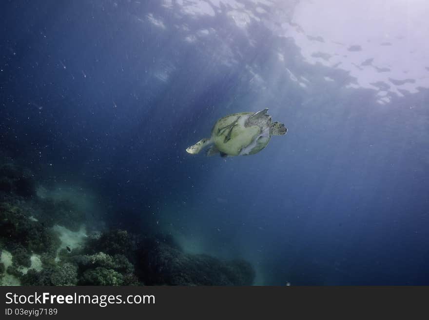 Sea turtle underwater with sun shine