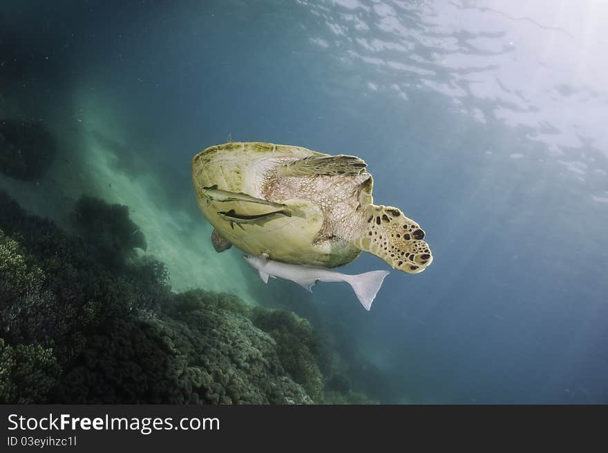 Sea turtle underwater with sun shine