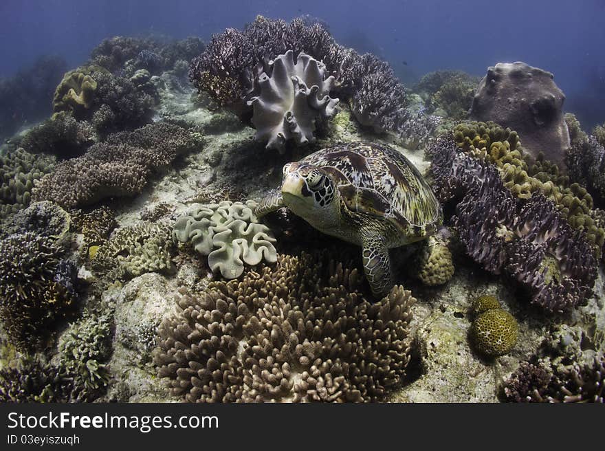 Sea turtle  underwater with sun shine