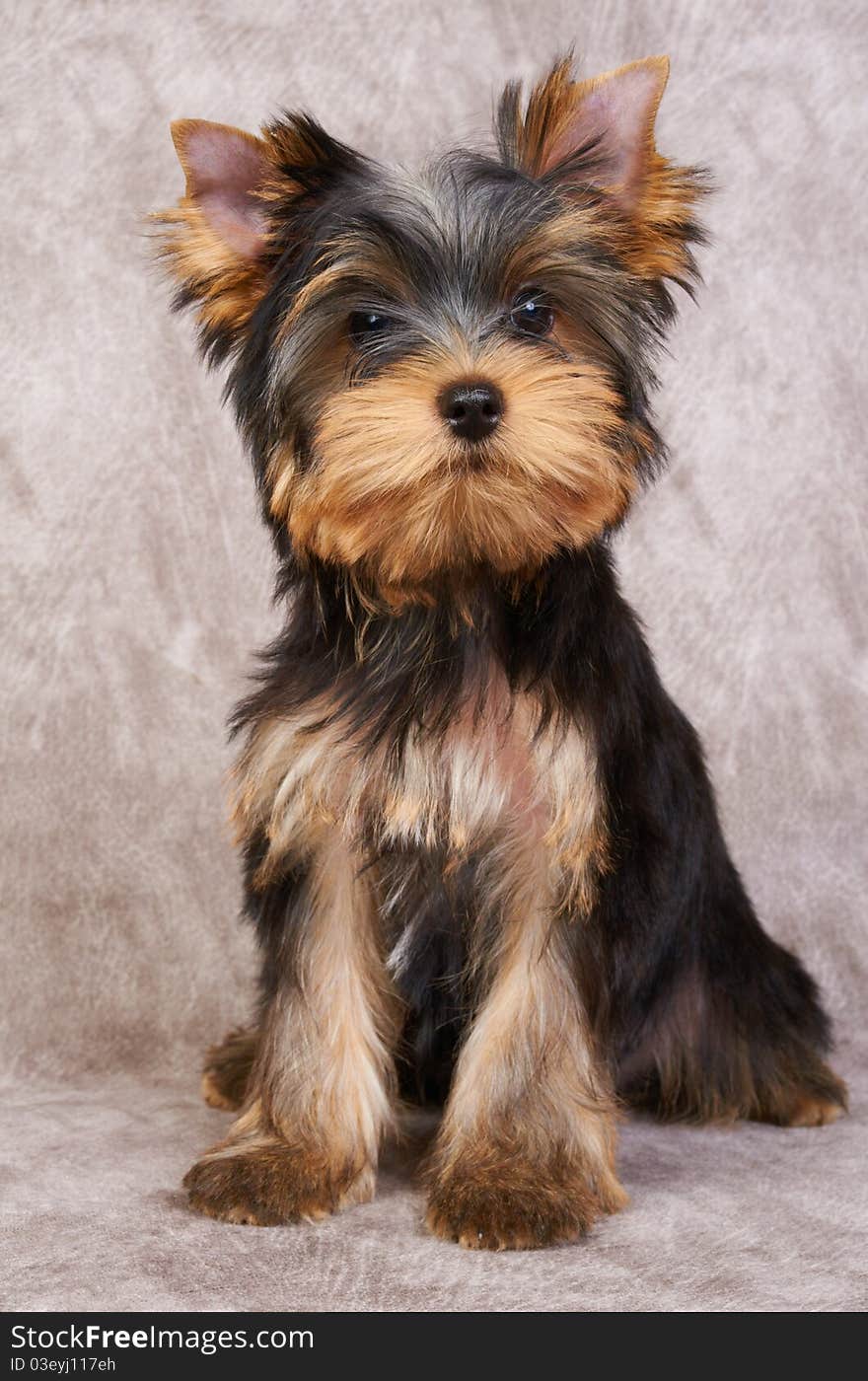 Puppy of the Yorkshire Terrier on the textile background