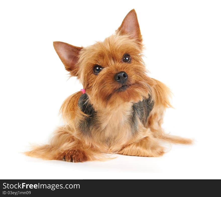 Yorkshire Terrier isolated on the white background