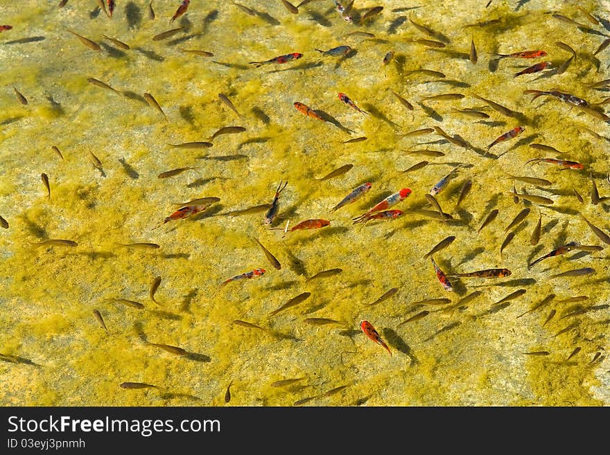 Beautiful Garden fish pond