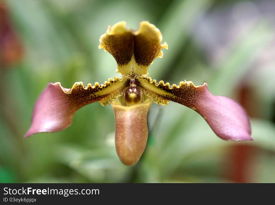 Orchid(Paphiopedilum)