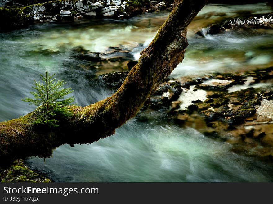 Small spruce living on old branch above the river. Small spruce living on old branch above the river