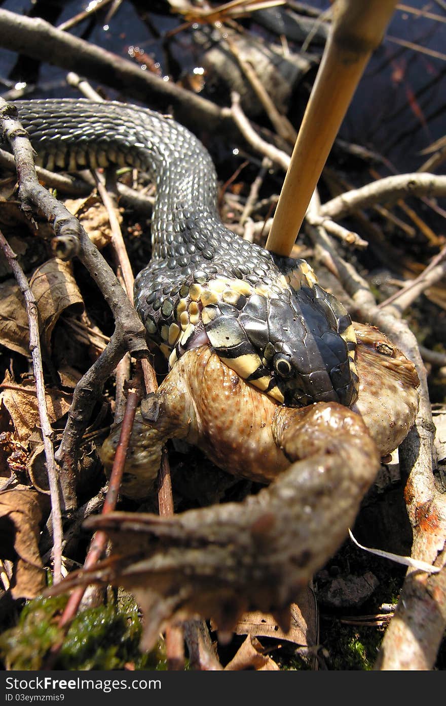 Snake eats frog