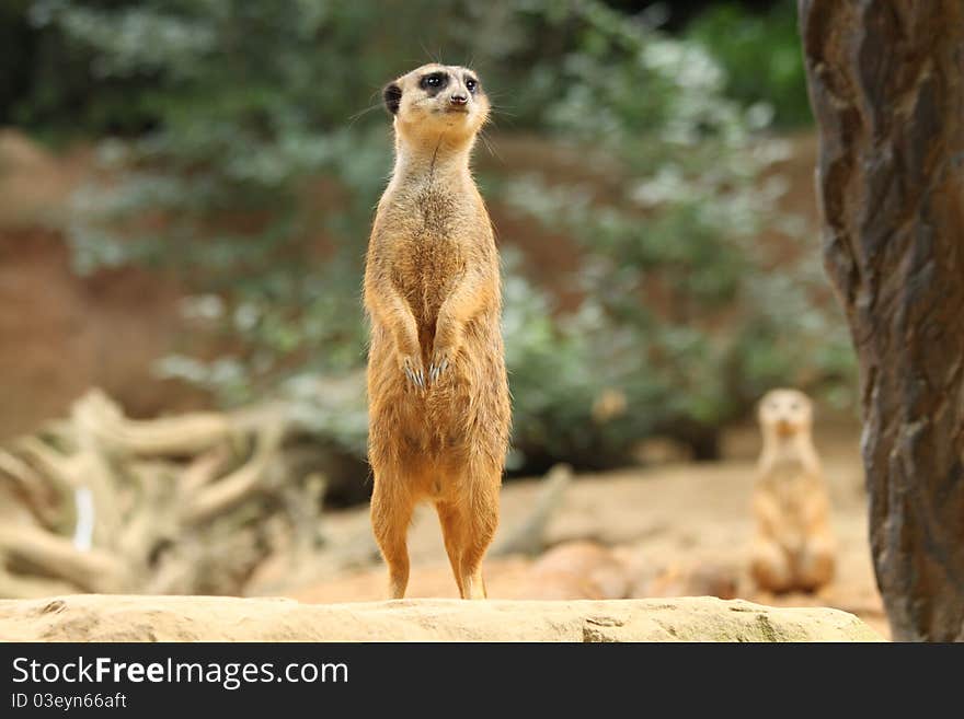 Meerkat on guard