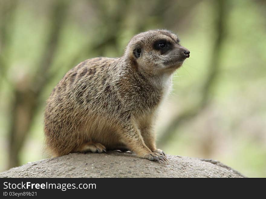 Meerkat on a rock