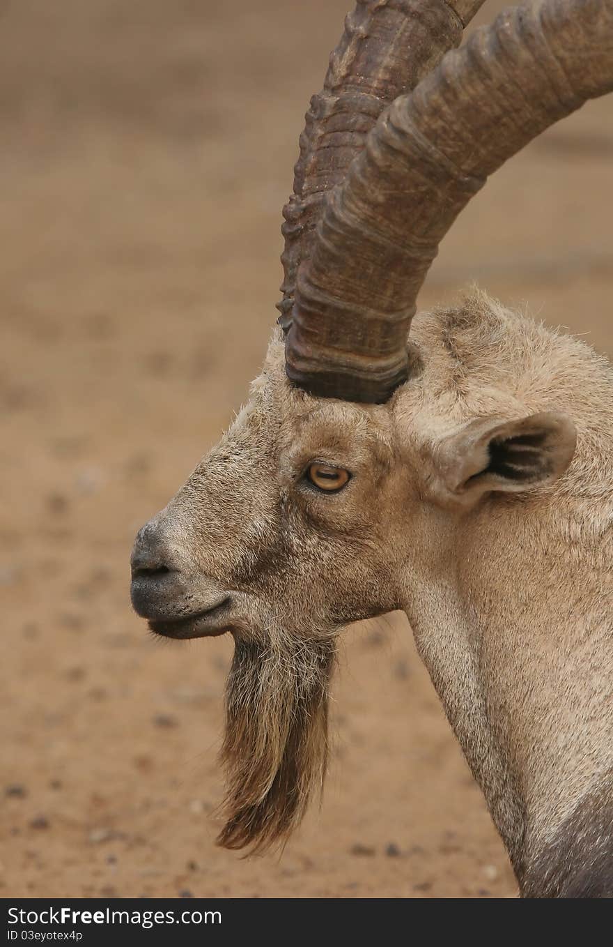 A male Nubian Ibex portrait