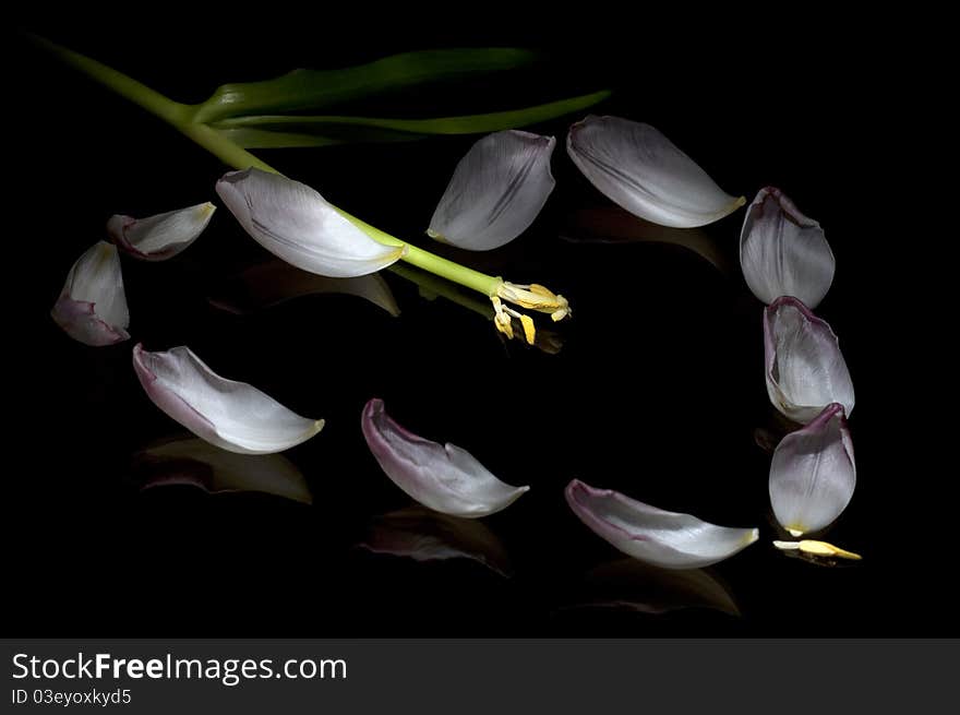 Tulip petals heart