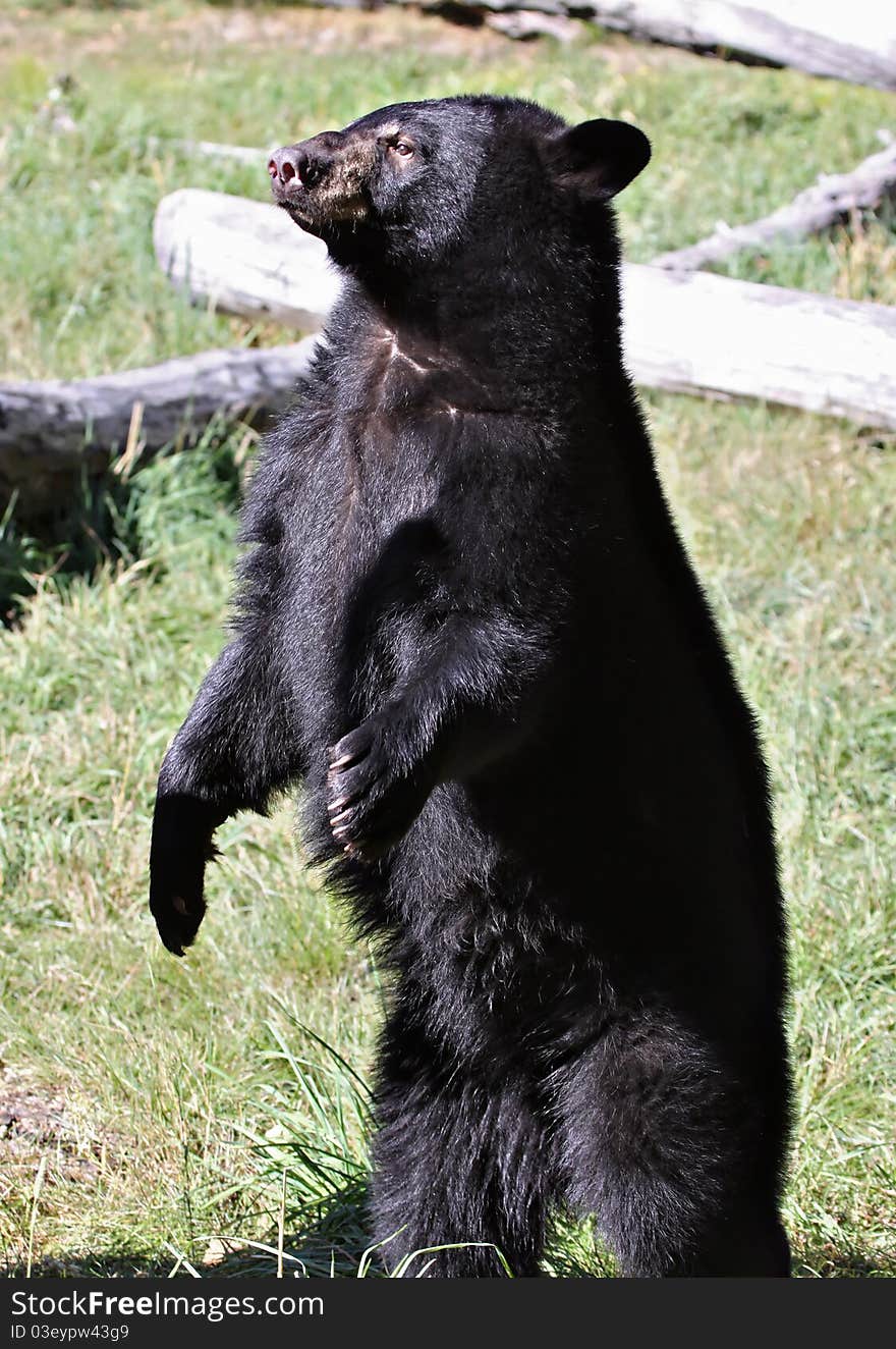 A male black bear standing