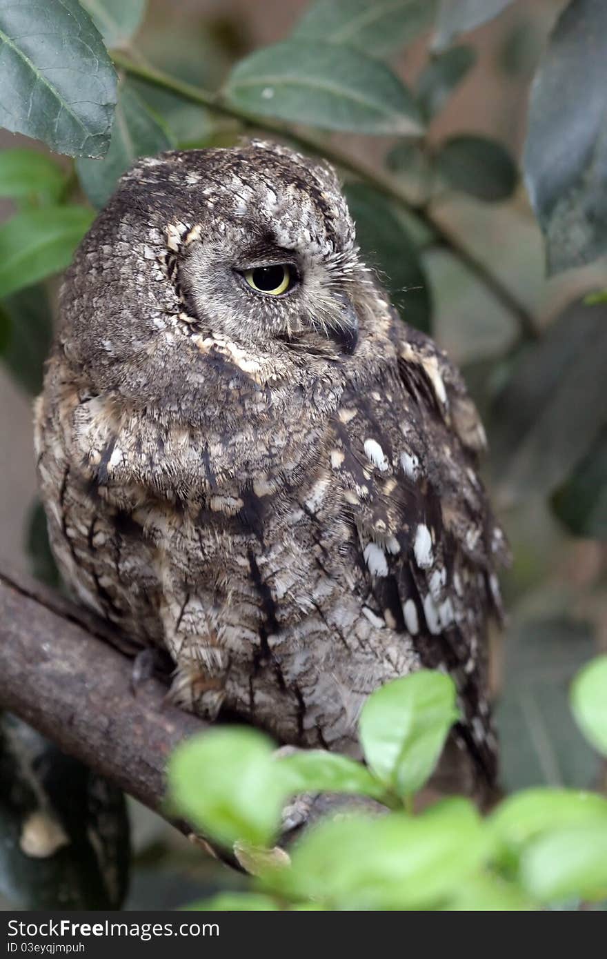 Eurasian Scops owl