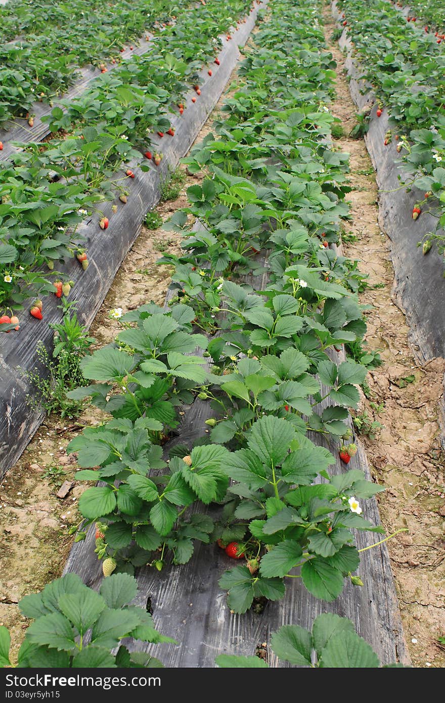 Strawberry farm