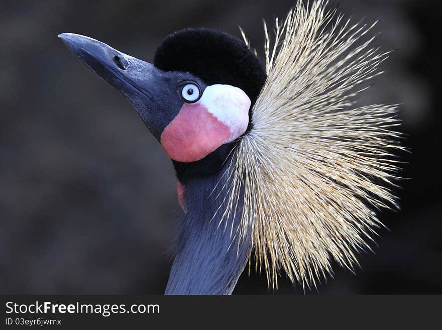 Grey Crowned Crane- Balearica regulorum