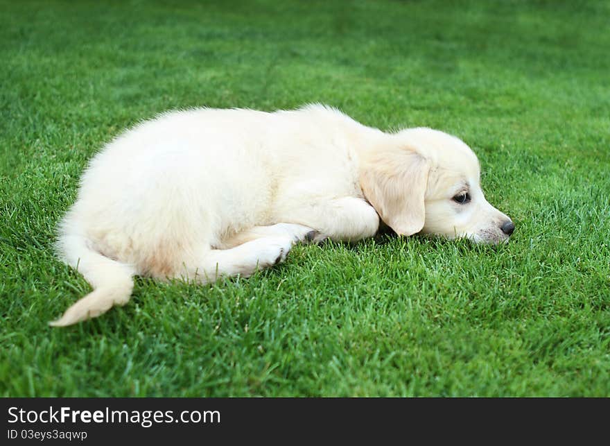 Golden retiever labrador puppy on the green grass. Golden retiever labrador puppy on the green grass