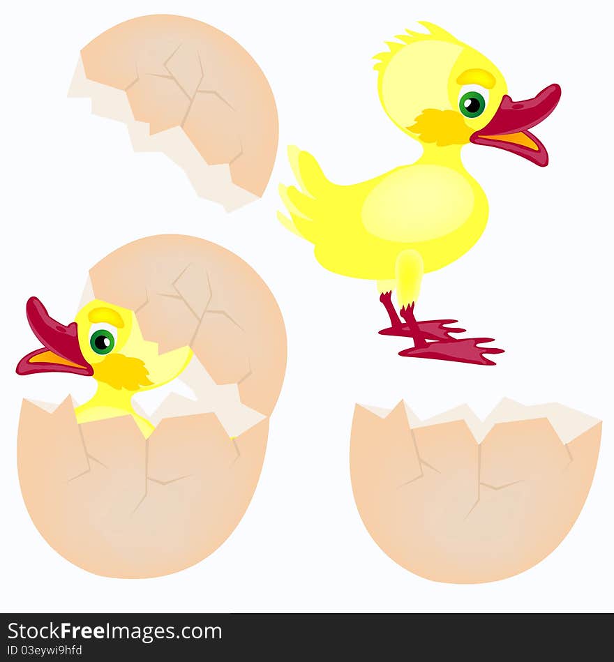 Egg And Newborn Chicken