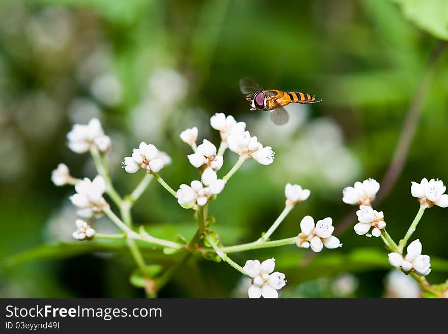 Bee at work