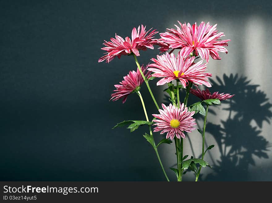 Bunch of nice pink daisy on dsrk background with lightint sun effect. Bunch of nice pink daisy on dsrk background with lightint sun effect