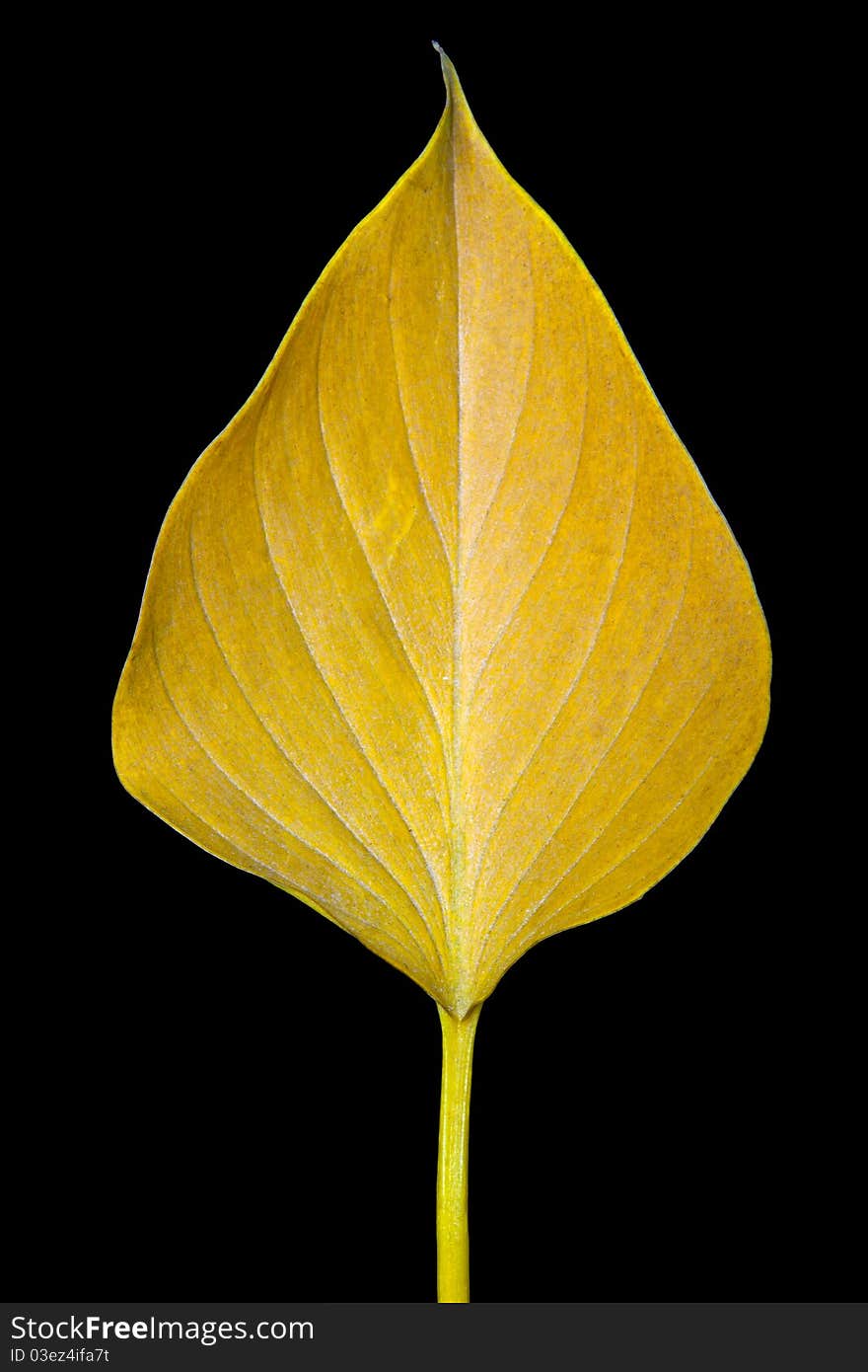 A leaf is dry on black background. A leaf is dry on black background