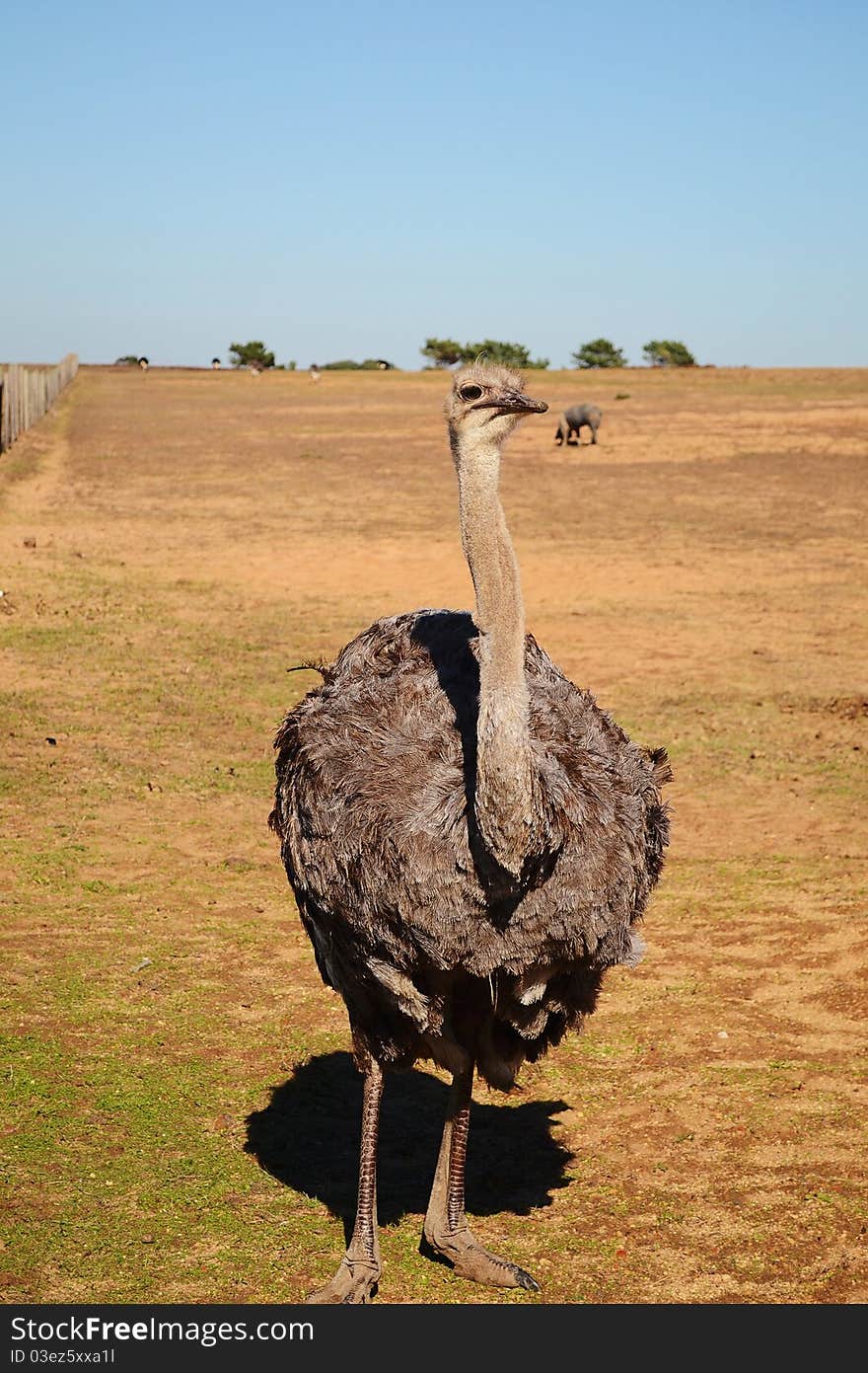 Ostrich in a agricultural farm field. Ostrich in a agricultural farm field