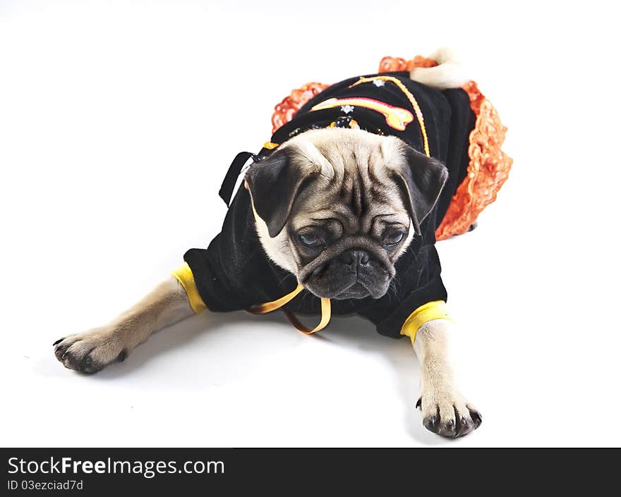 Picture of a seated mops puppy dressed in black and looking away. Picture of a seated mops puppy dressed in black and looking away