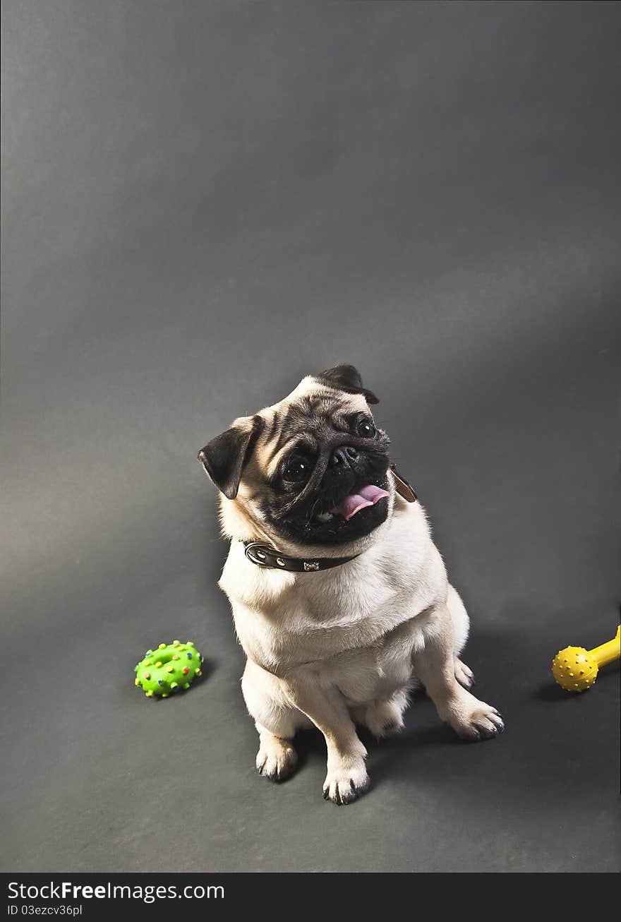 Picture of a seated mops puppy and looking away photographed on black background. Picture of a seated mops puppy and looking away photographed on black background