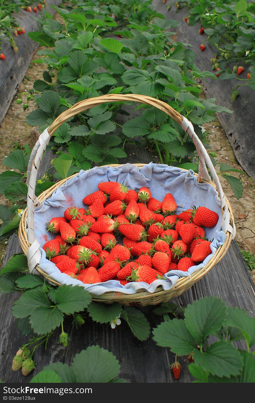 Strawberry in basket in the farm field