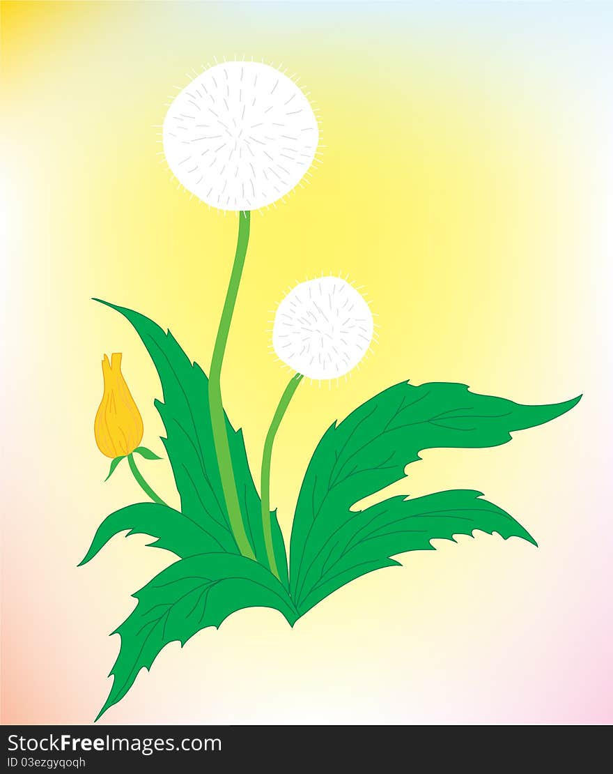 A beautiful dandelion on a color background