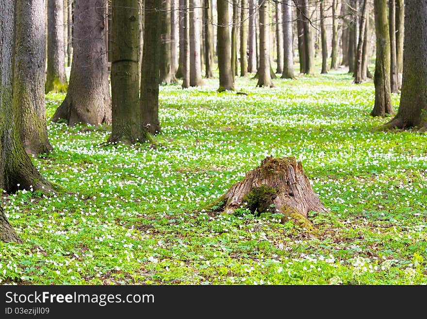 Forest with white flowers in spring