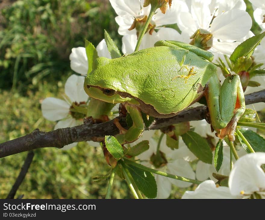 Tree frog on flowering cherry tree.