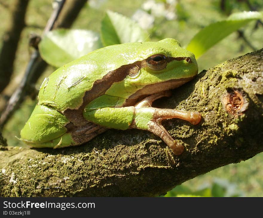 Tree frog