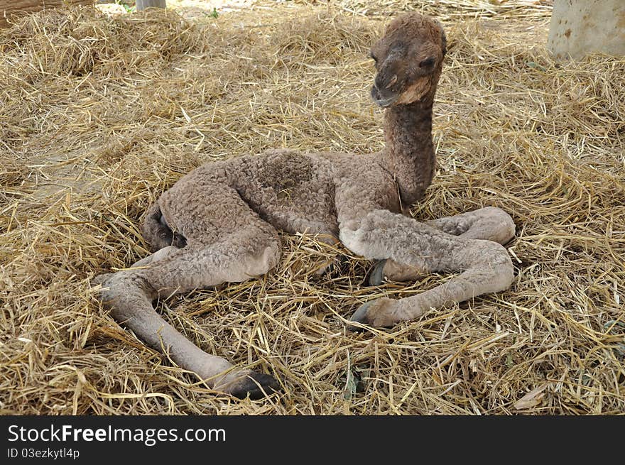 The dromedary or Arabian camel has a single hump. Dromedaries are native to the dry desert areas of West Asia. The dromedary or Arabian camel has a single hump. Dromedaries are native to the dry desert areas of West Asia.