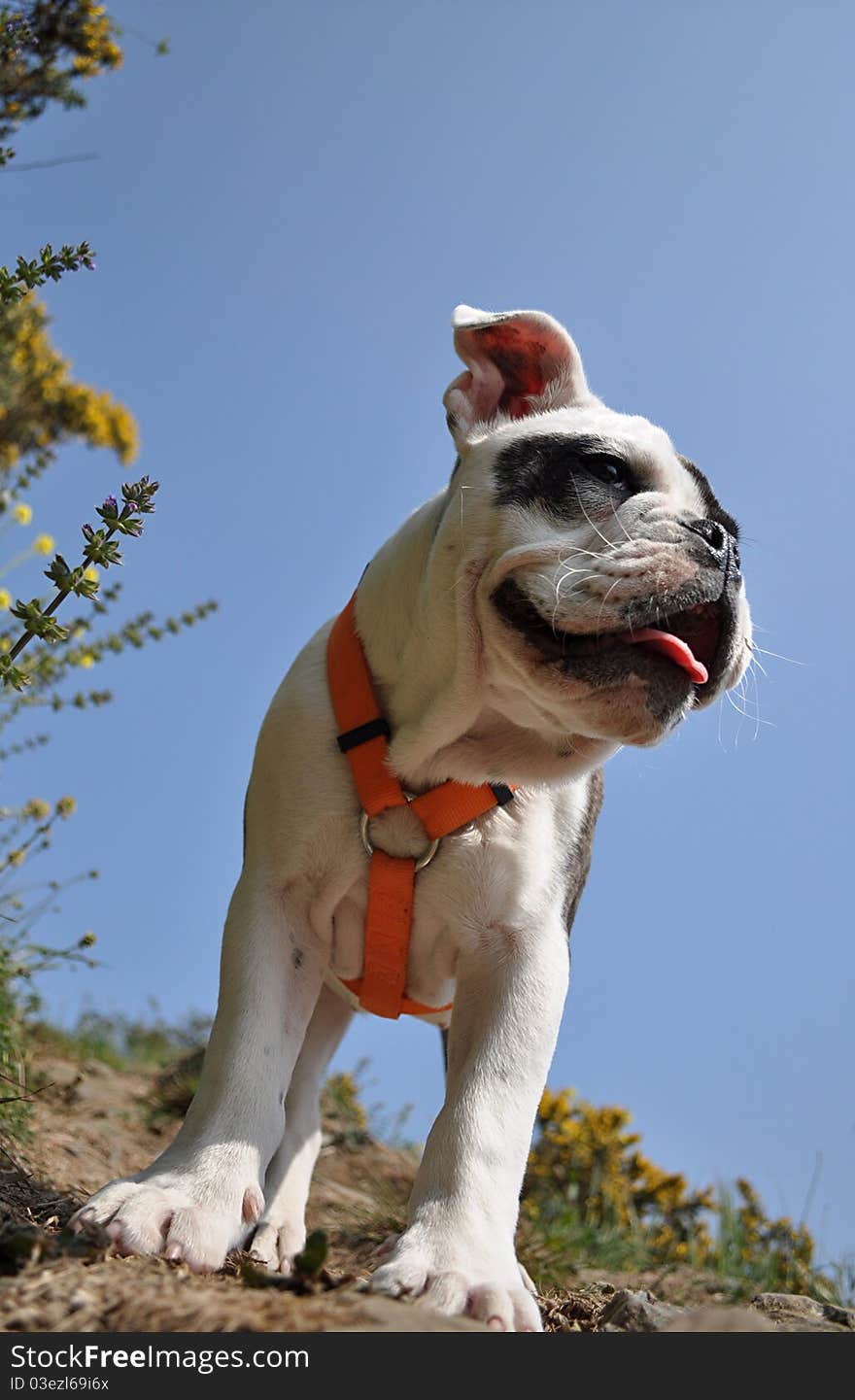 My dog in the nature. My dog in the nature