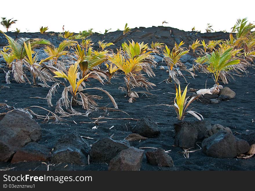 Palm trees growing out of coconuts on the black sand beach. Palm trees growing out of coconuts on the black sand beach