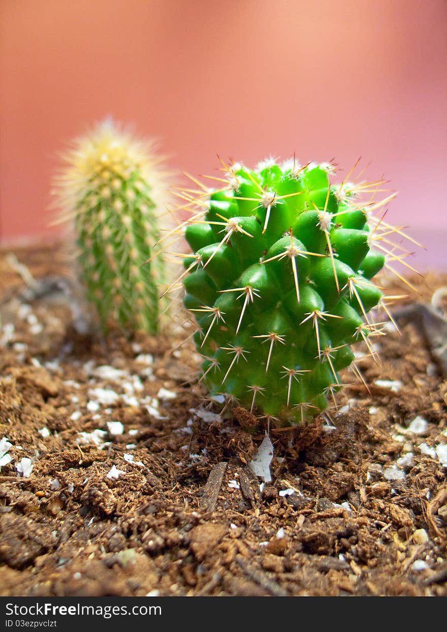 Cactus