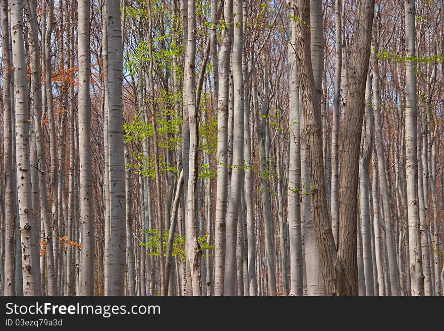 Deep forest on sunny spring day