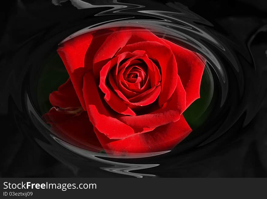 Red rose