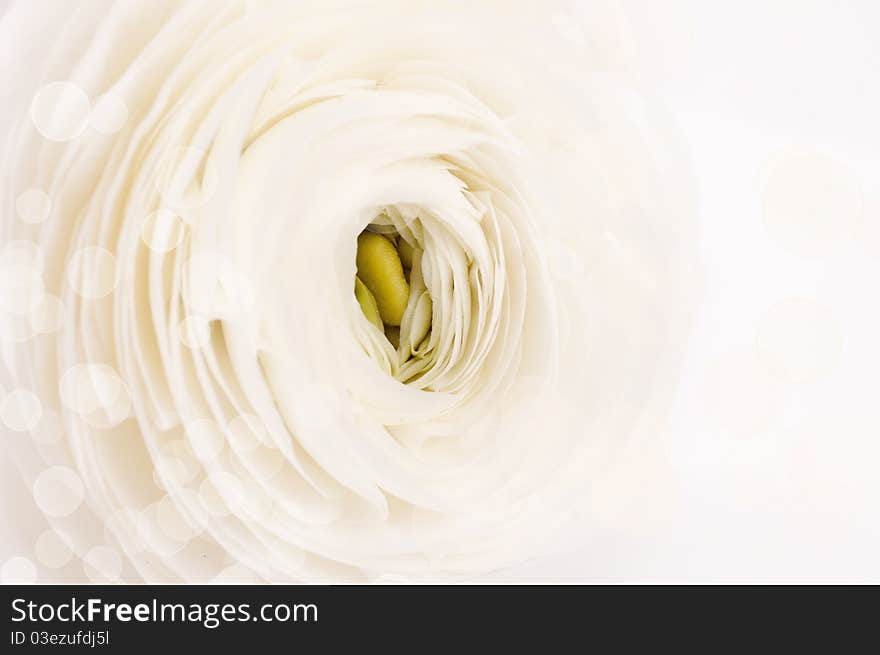 Dub of white ranunculus close up. Soft focus