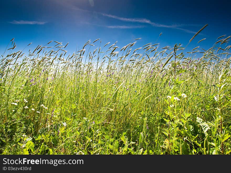 Green grass under blue bright sky