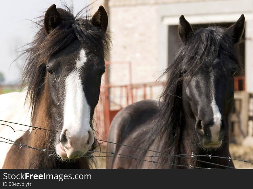 Horses behind barbed wire