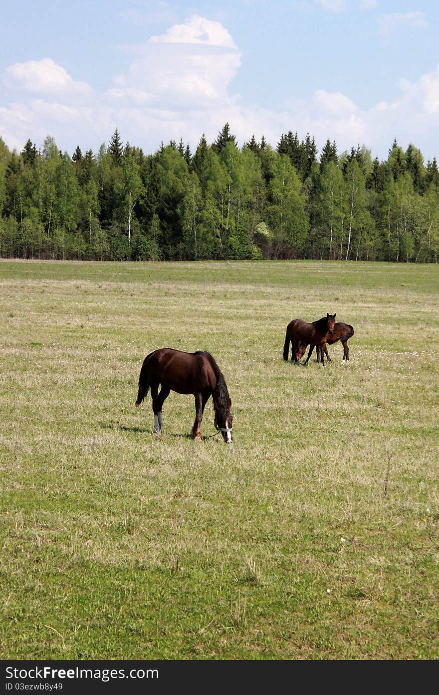 Grazing horses