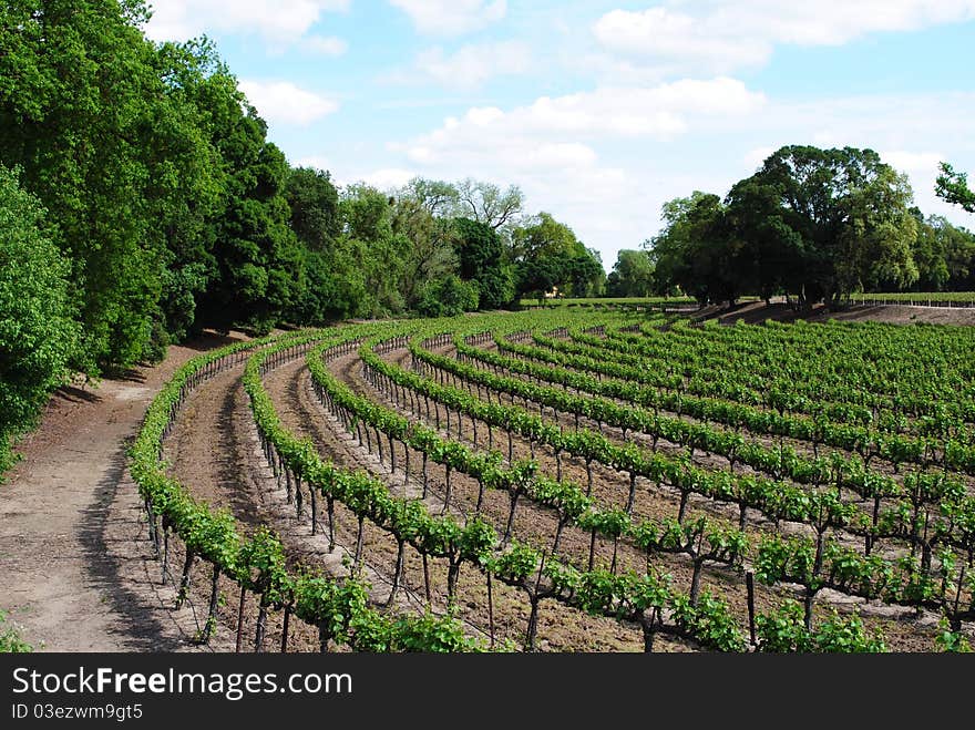 Grape vines