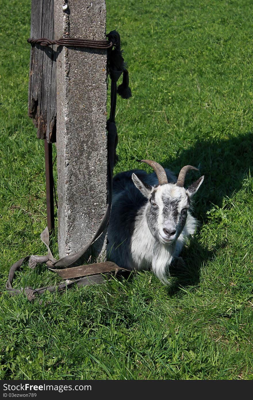 Smiling Goat