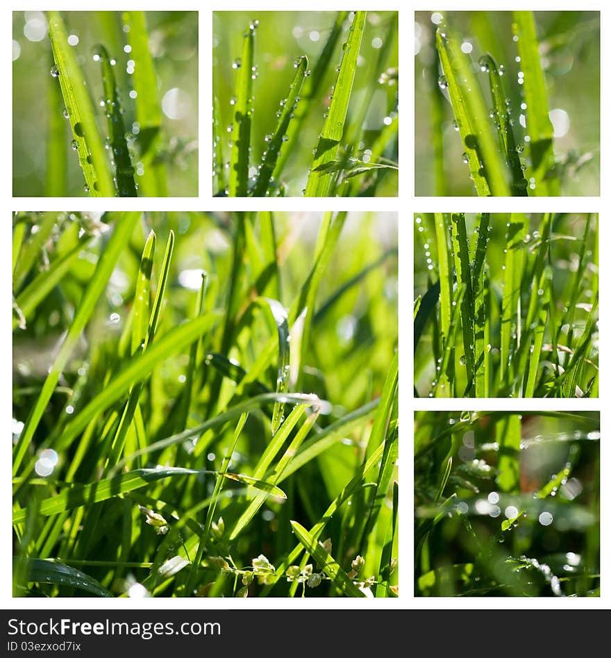 Closeup view of fresh green grass with drops in the morning. Closeup view of fresh green grass with drops in the morning.