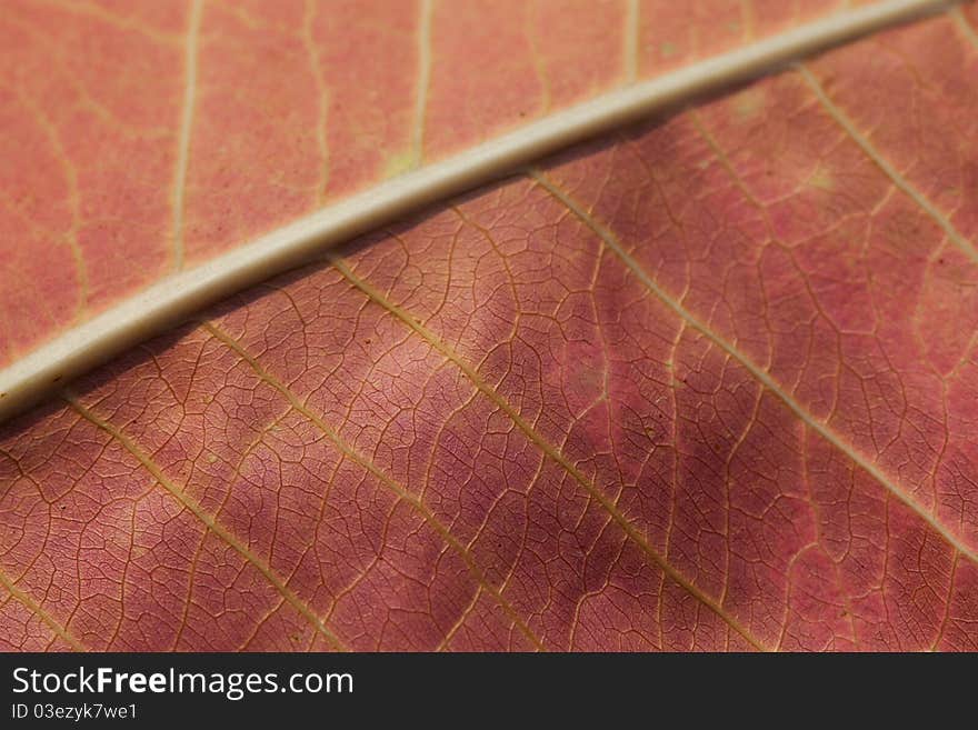 Details of abstract autumn leaf background