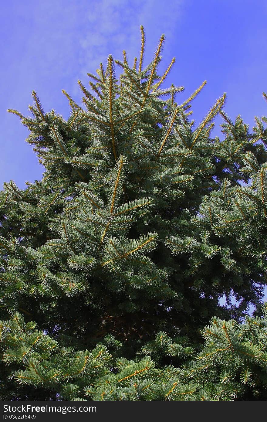 Big Christmas Fir Tree on the blue sky