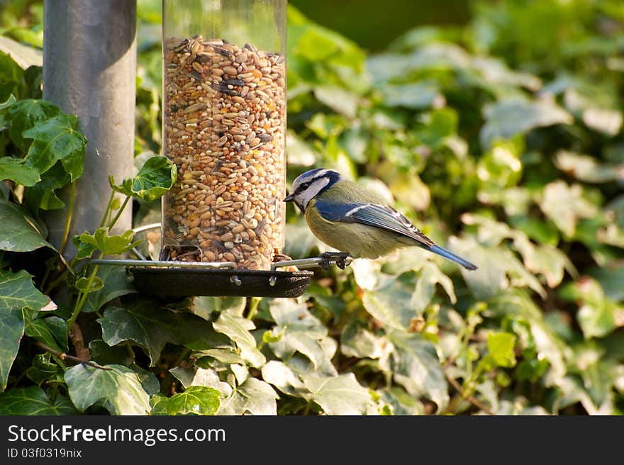 Blue Tit On Feeder