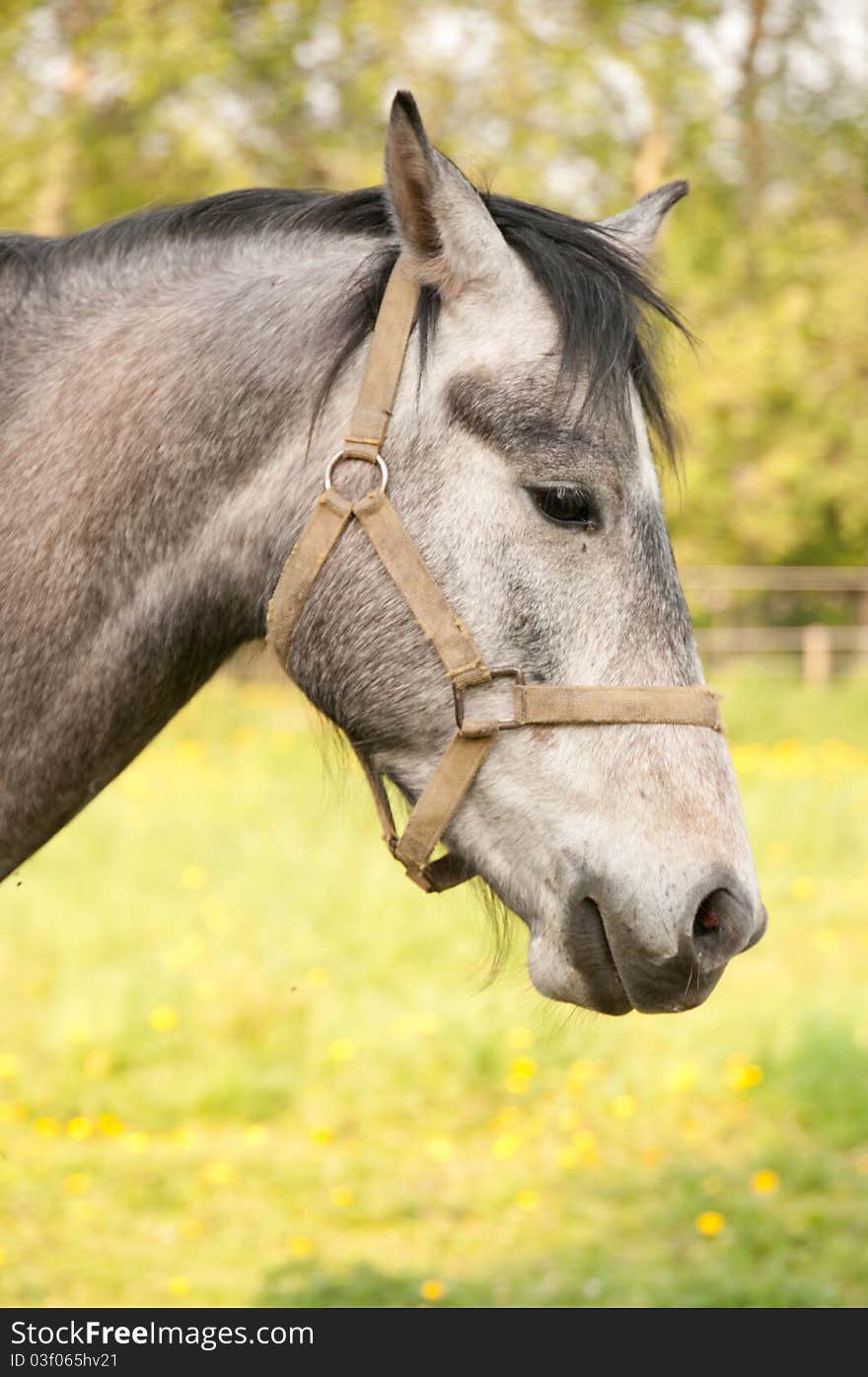 Detail of horse head on sunny day