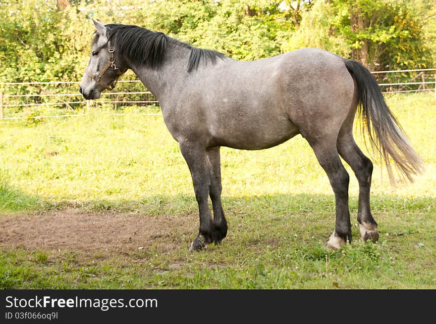 Horse standing in meadow on sunny day