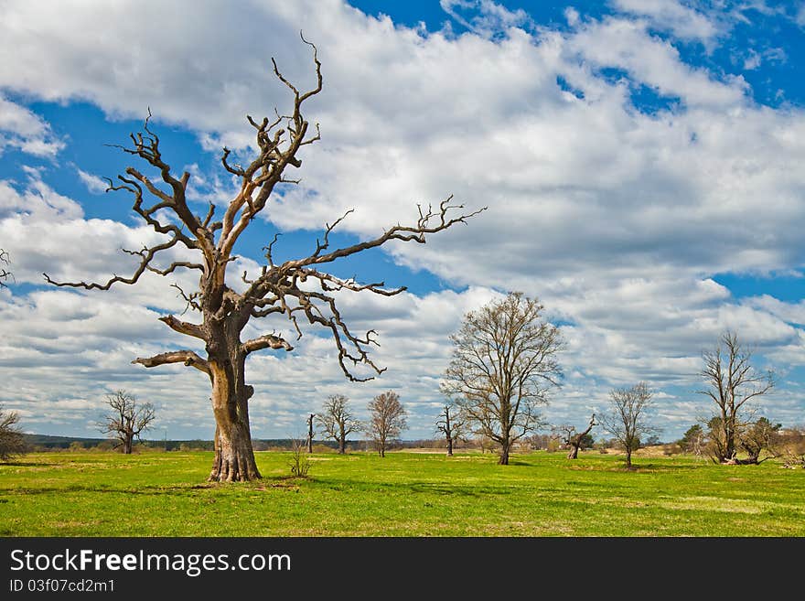 Spring landscape