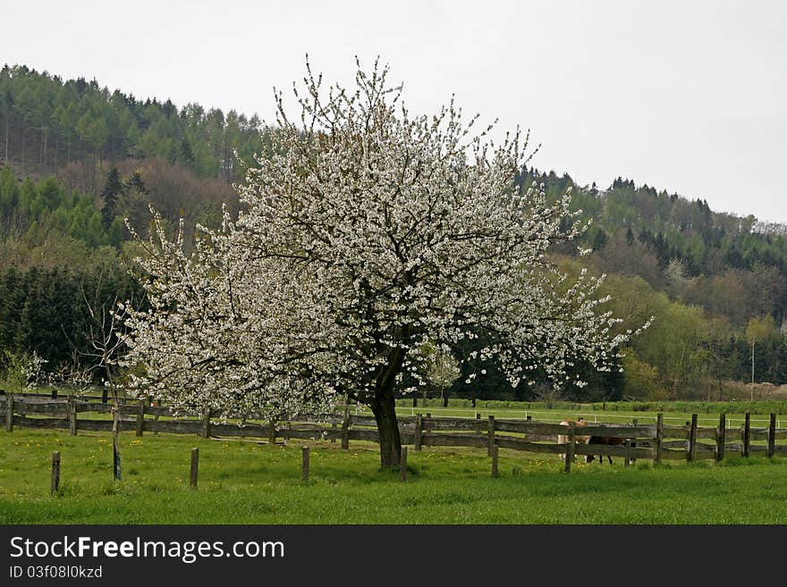 Cherry tree in spring, Hasbergen, Osnabruecker Land, Lower Saxony, Germany. Cherry tree in spring, Hasbergen, Osnabruecker Land, Lower Saxony, Germany